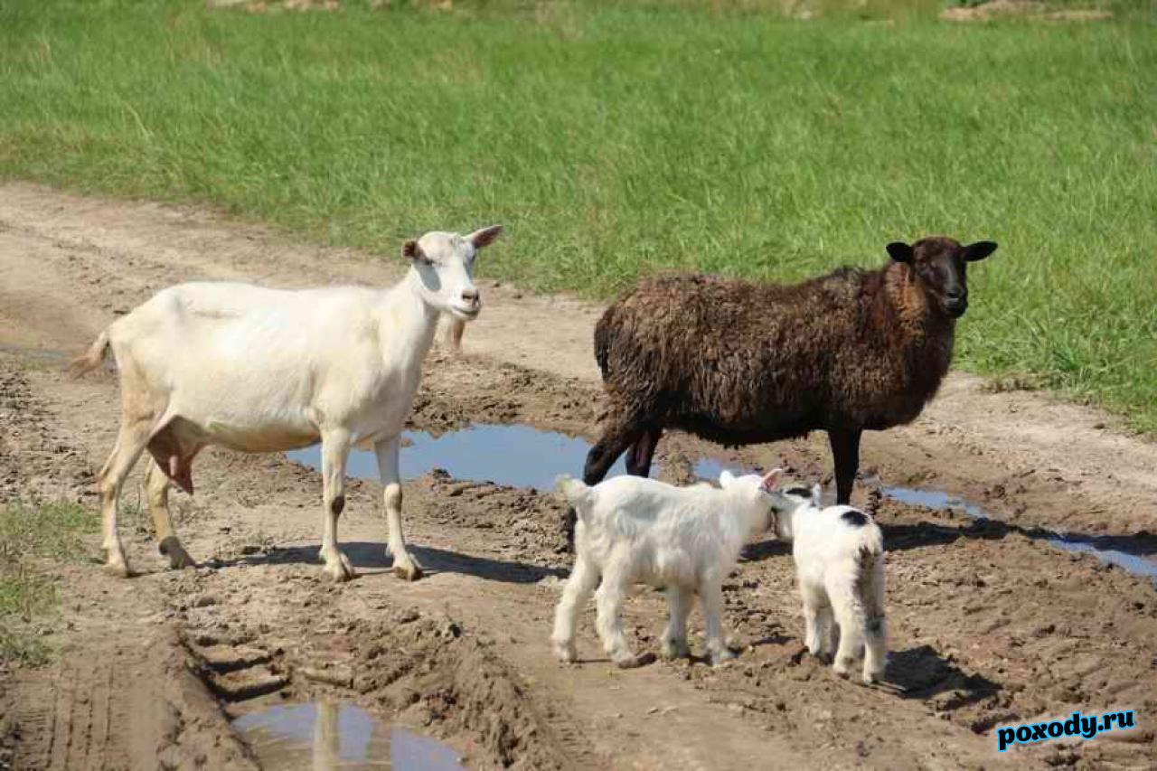 Деревенские животные на дороге