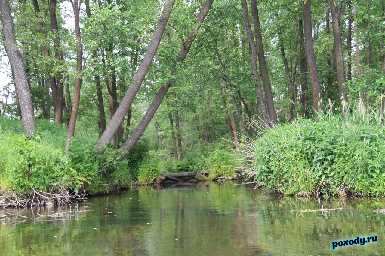 Верховья реки Судогда